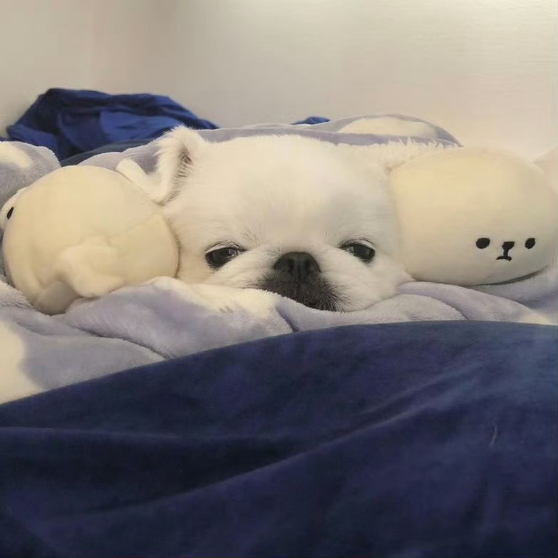 我比狗困 ​​​
