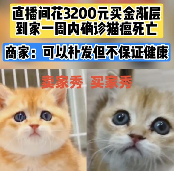 3200元直播间买金渐层刚到家就死亡！直播间中的那只猫很可能是猫舍中品相较好的猫