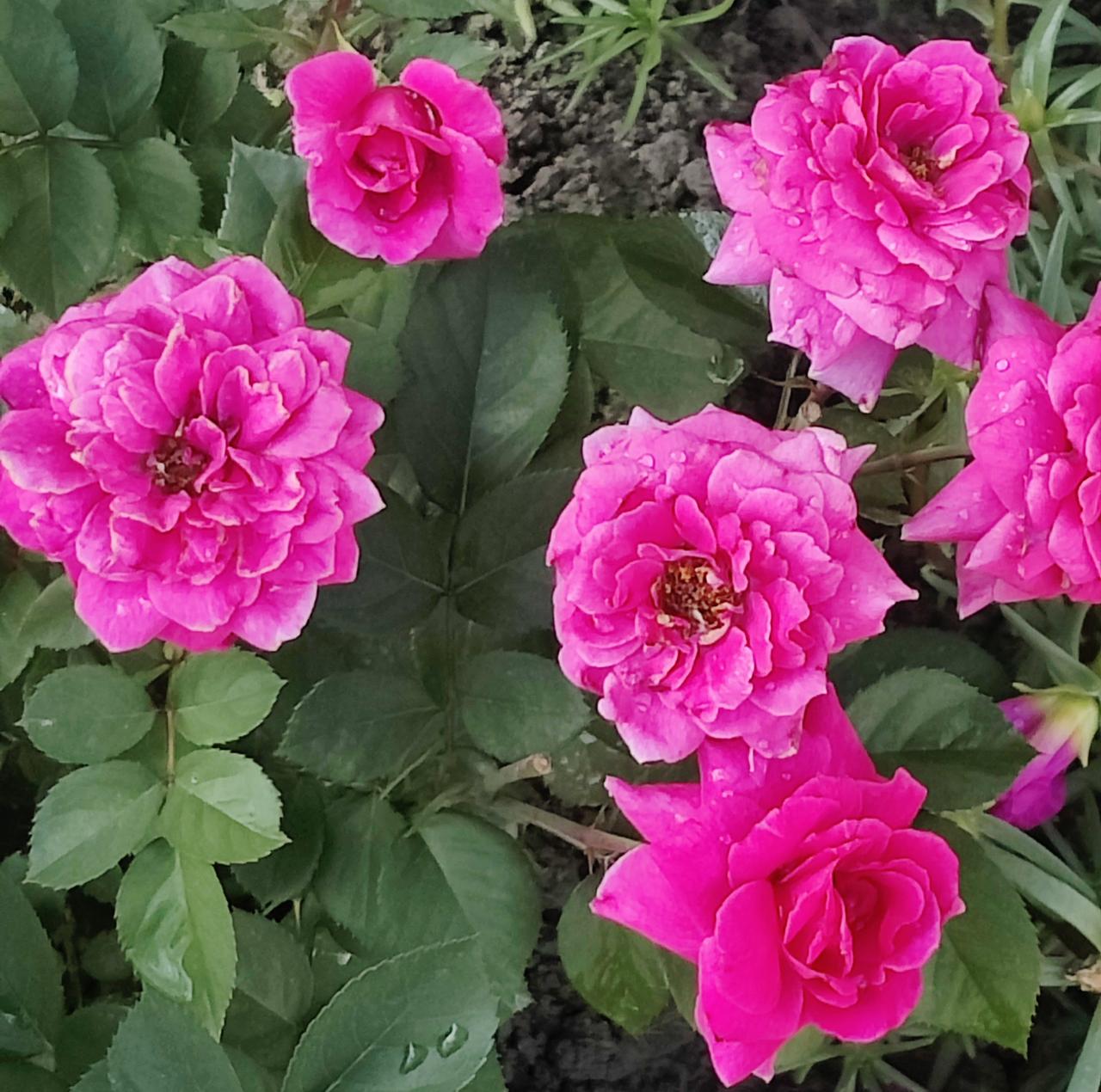 当初，能抗美援朝，如今，能不能抗沙援蒙？经过几十年不遗余力的抗沙治沙，上千亿的资