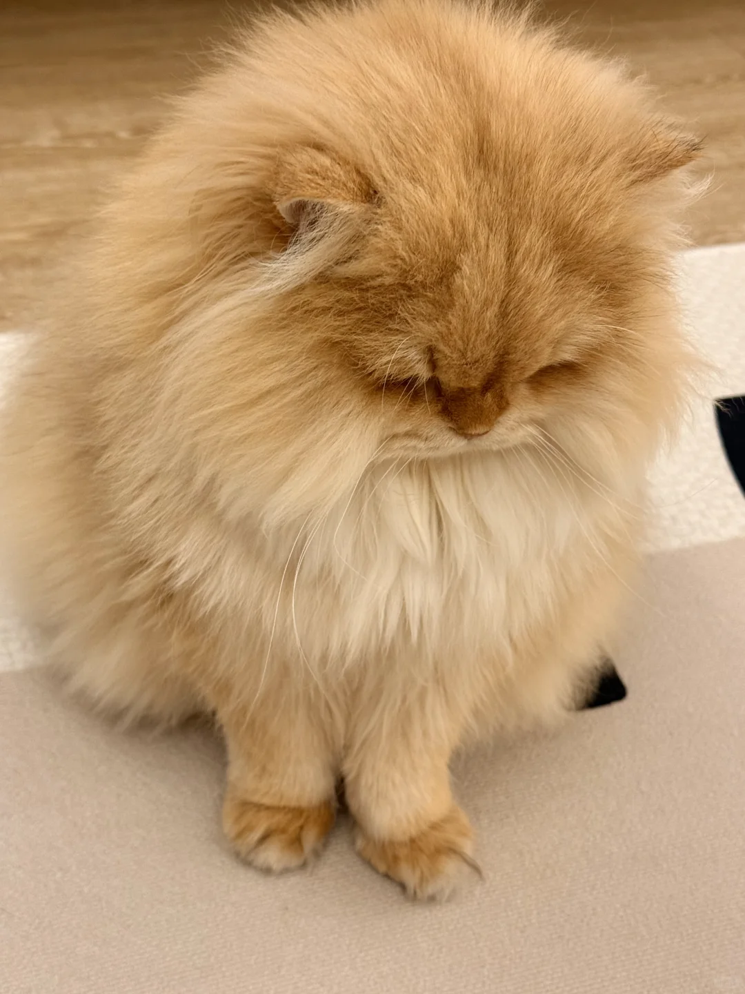 生气了 要十个罐罐才能好！