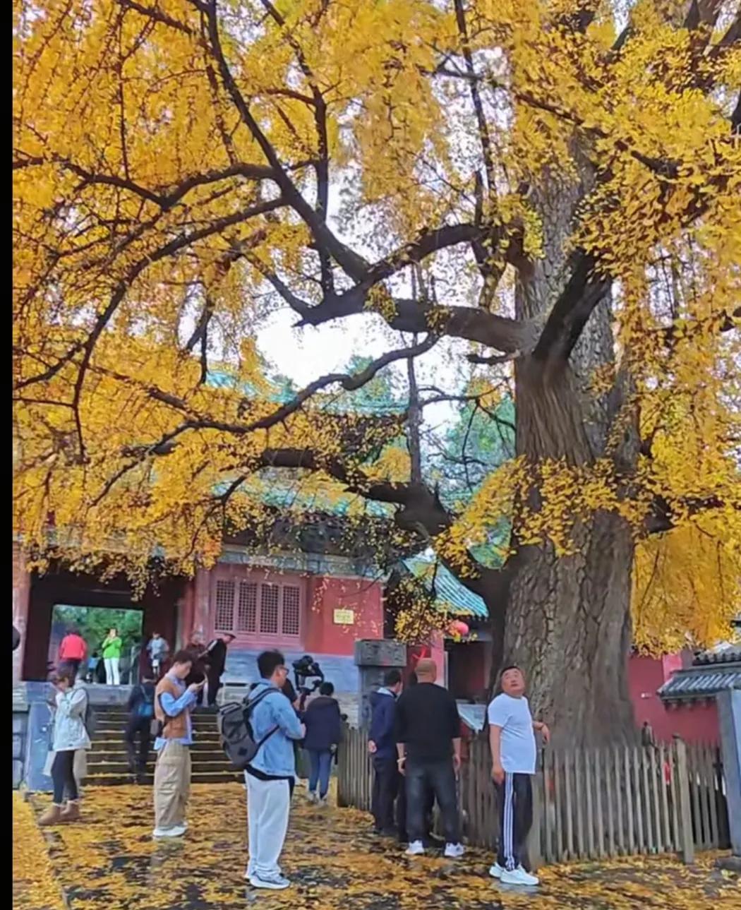 著名演员李立群在2022年对少林寺是这样描述的：我去少林寺最吸引我的，是那几棵参