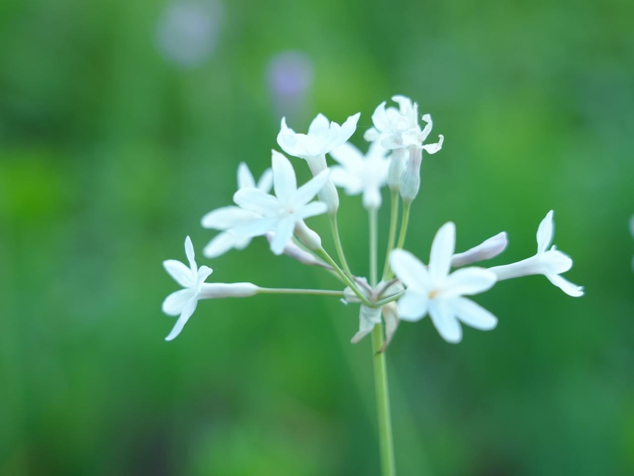 紫娇花：藏在烟火里的典雅芳华
      逛柏木溪公园的时候，不经意间就会撞见一