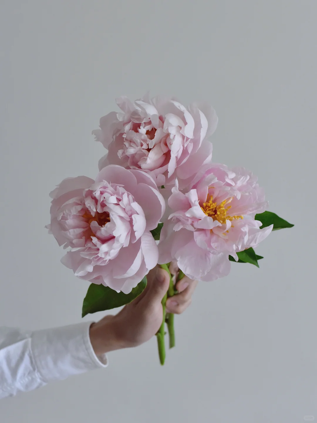 芍药·粉色先锋