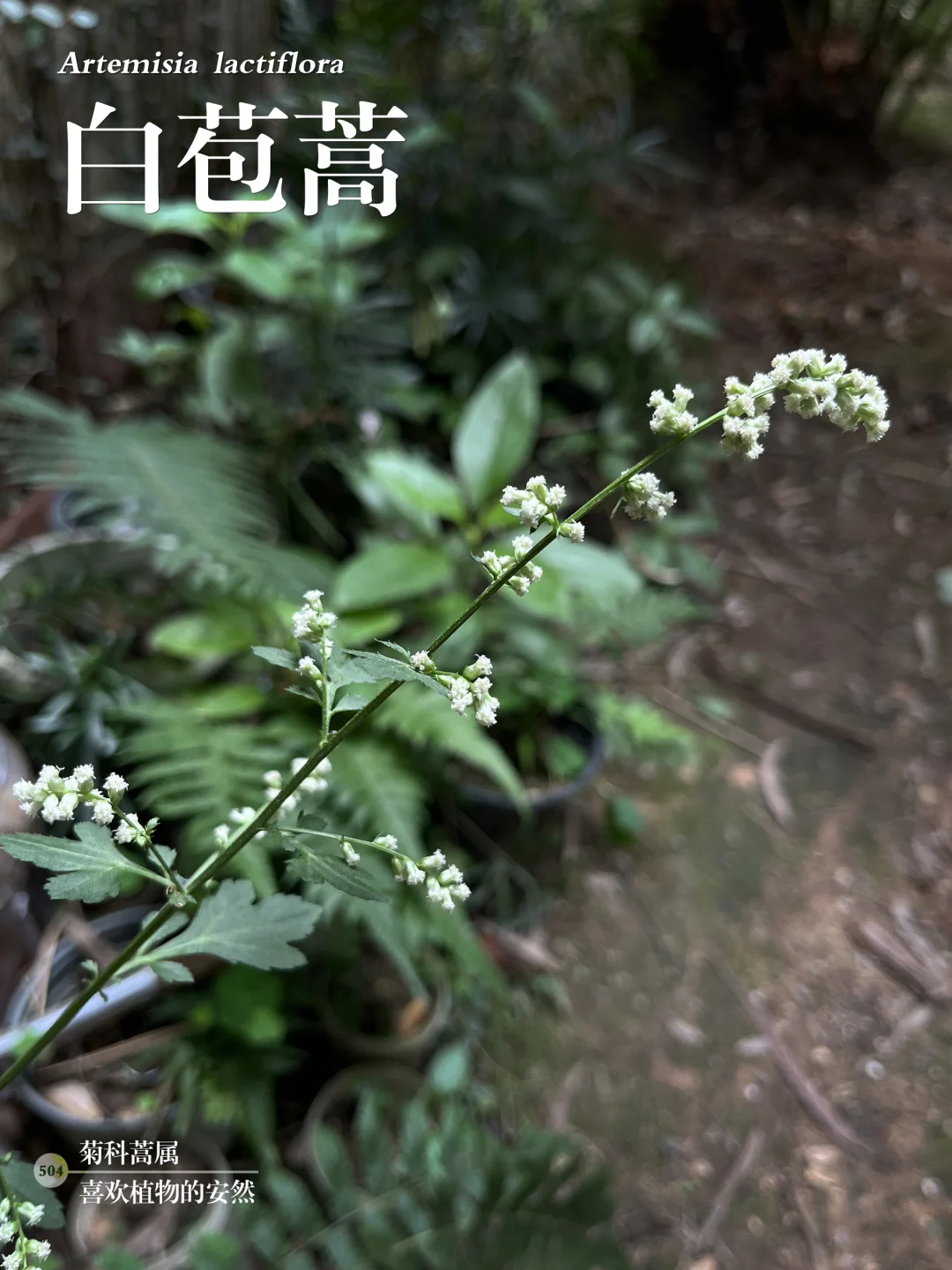 福州植物打标504｜可药可食的白苞蒿