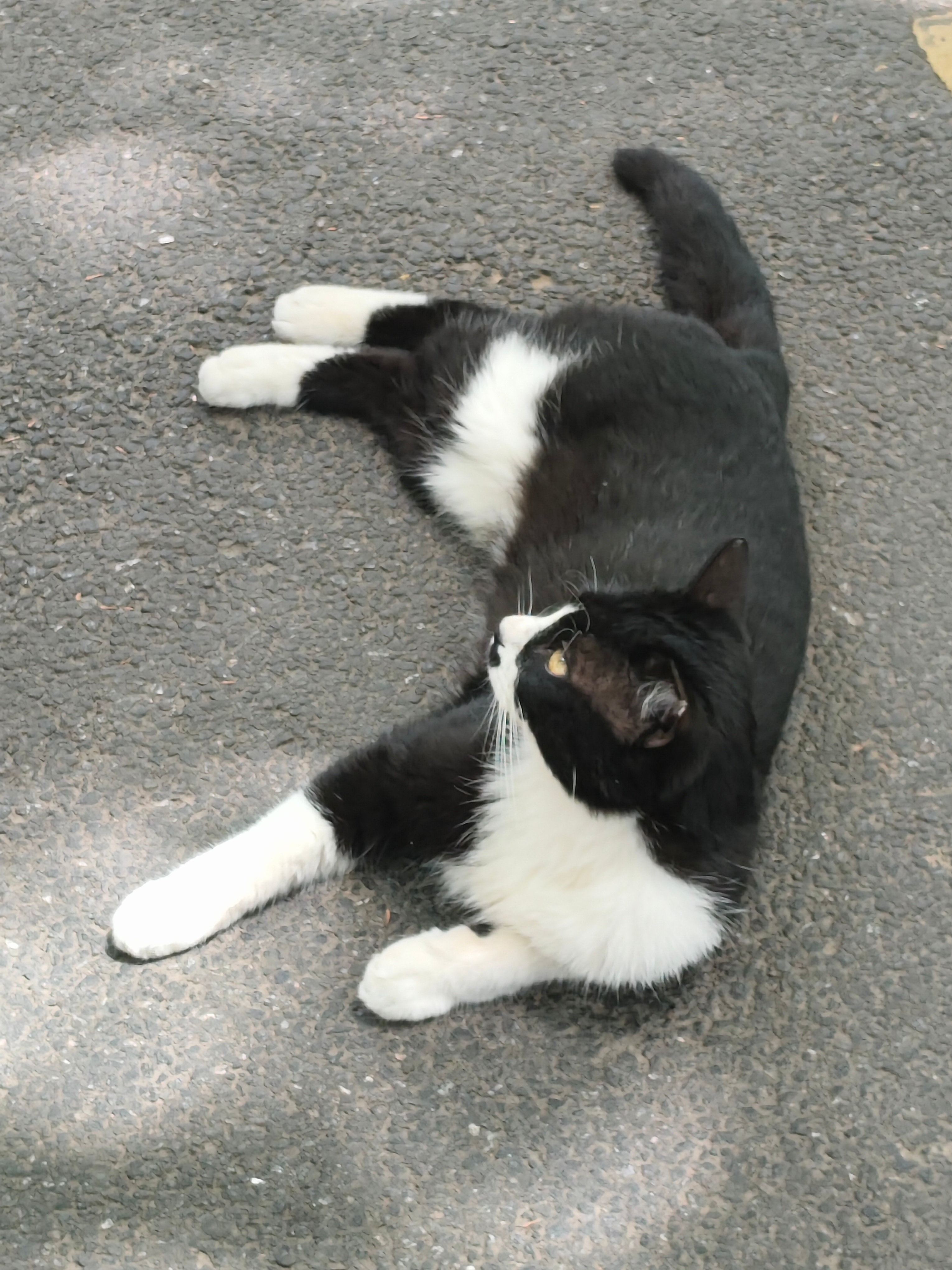 黑猫警长 