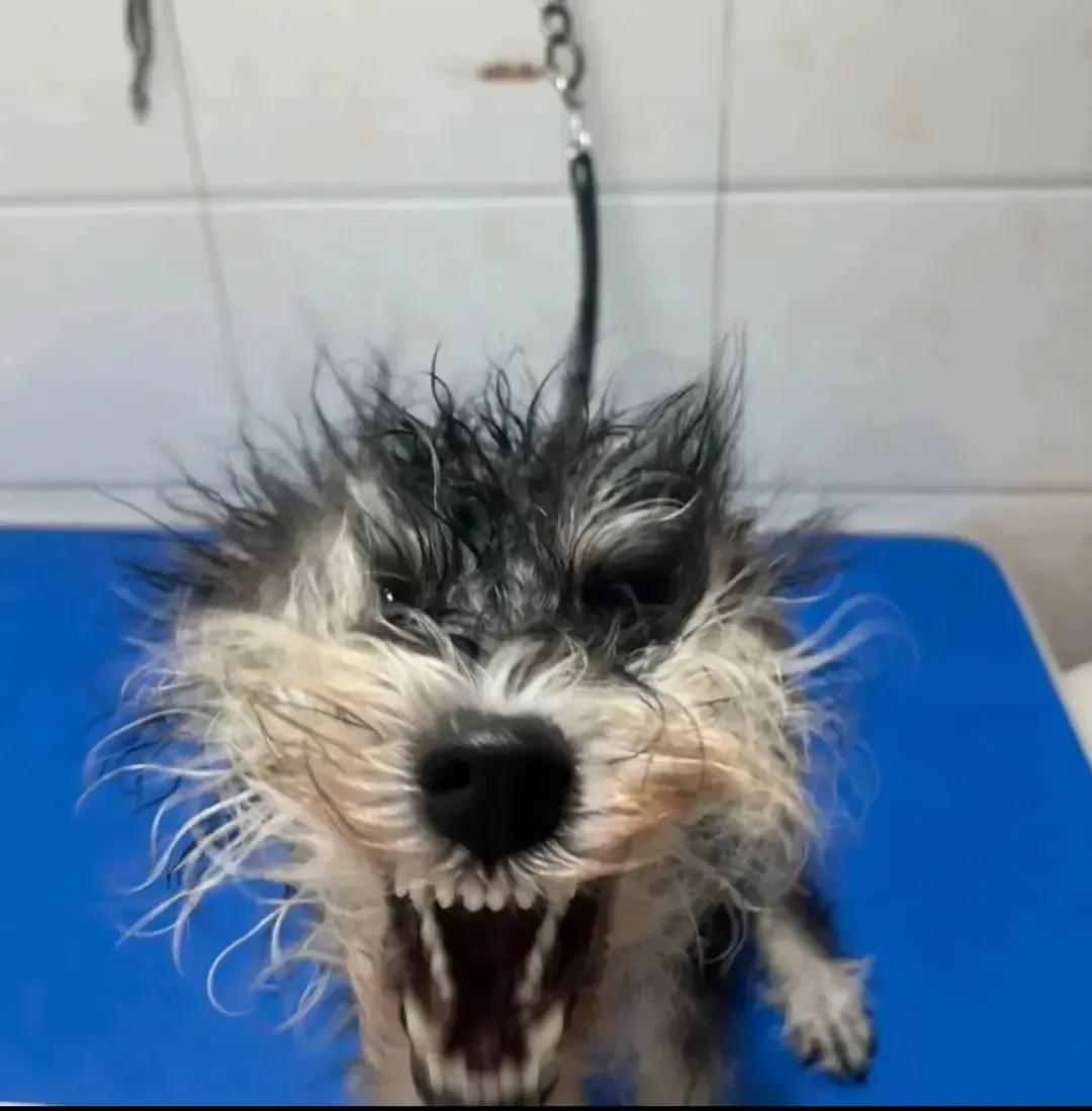 洗澡后，吹风机别直接对着狗子，看这模样不想养了！