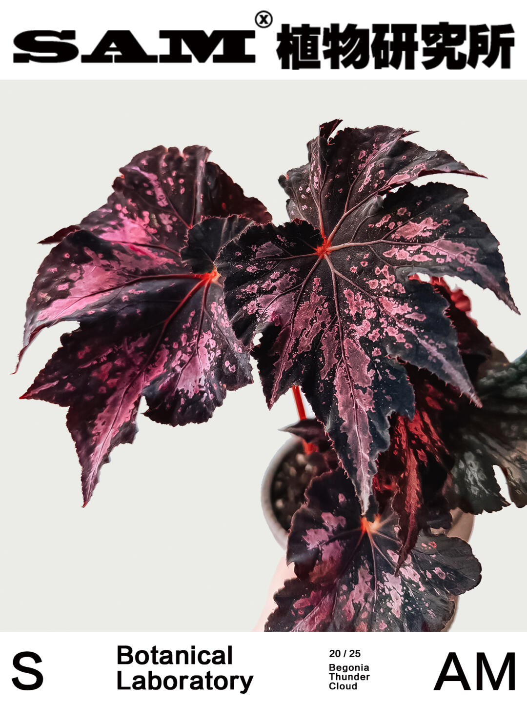 雷云秋海棠｜Begonia 'Thundercloud'