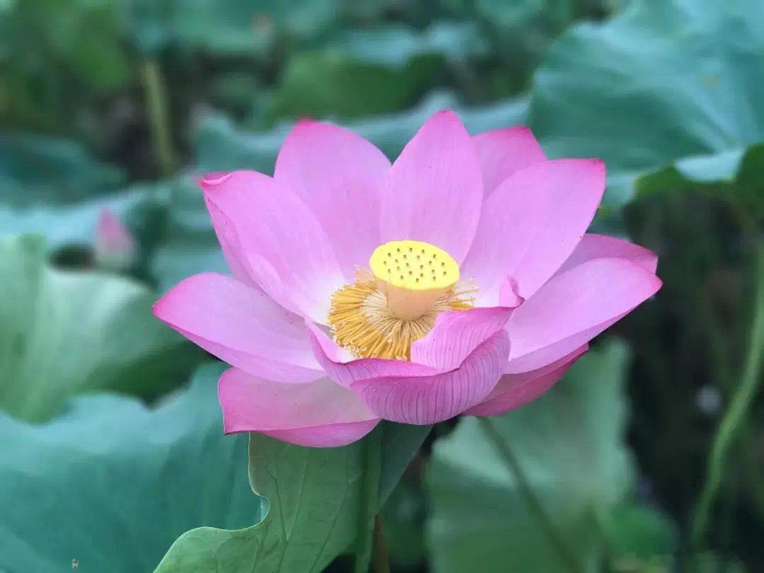泥泞里的拔节声·默斋主人原创散文常有人闲聊，那些从底层泥淖里硬闯出来的人，身上总