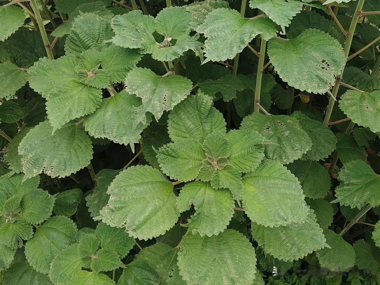 苎麻zhù má，荨麻科苎麻属亚灌木或灌木植物。（拉丁学名：Boehmeria 