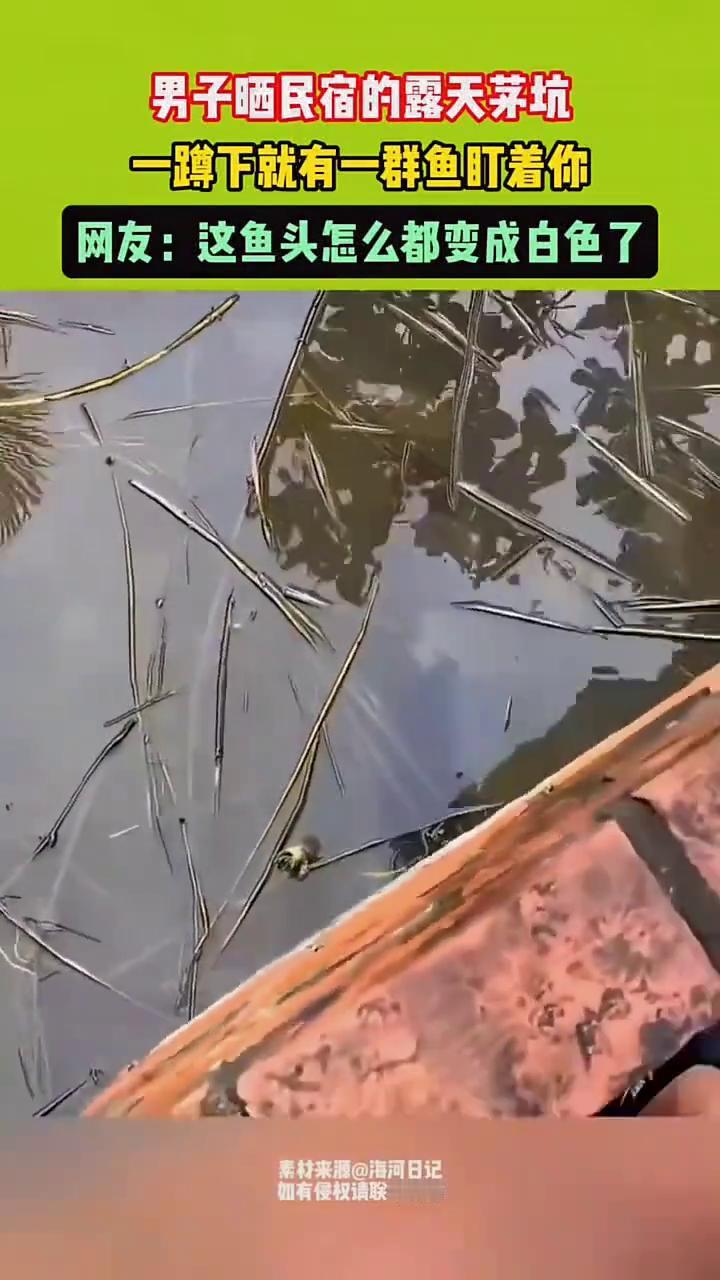男子晒民宿的露天茅坑，一蹲下就有一群鱼盯着你。网友：这鱼头怎么都变成白色了。
素