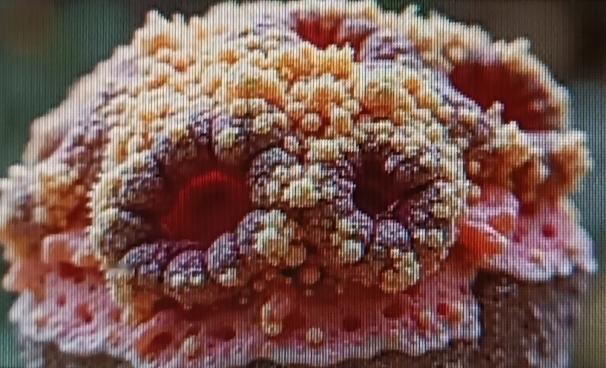 头皮屑多且大块，还结节结痂，真的太影响形象了！我有个简单方法。
先准备一瓶白醋和