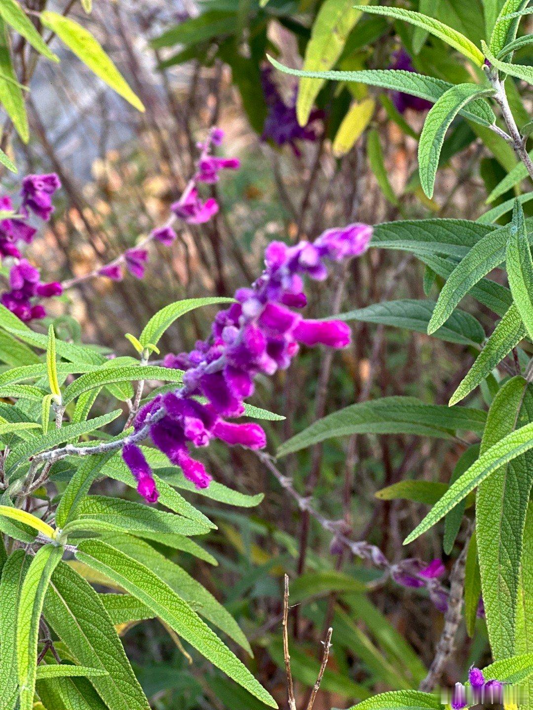 樊振东给潘展乐点赞相互支撑点赞 这样多关系很好 