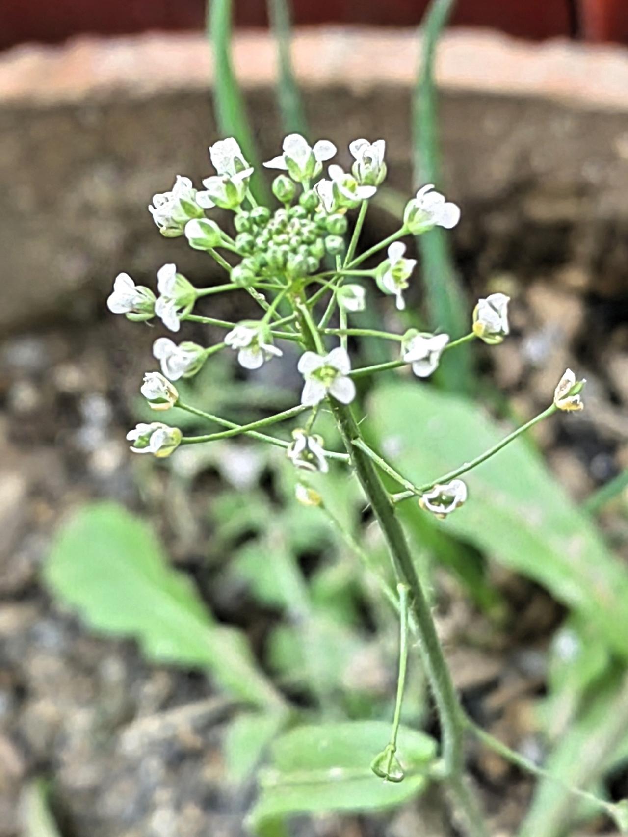 发现一个问题：家有勤快男人，这个家庭就不会差。
去串门，发现男主人在蒸花卷，而且