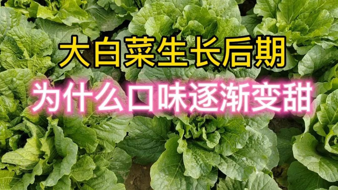 #秋日生活打卡季#
大家都有一个体会，在寒冷的冬季，无论是涮锅，还是醋溜白菜，翠