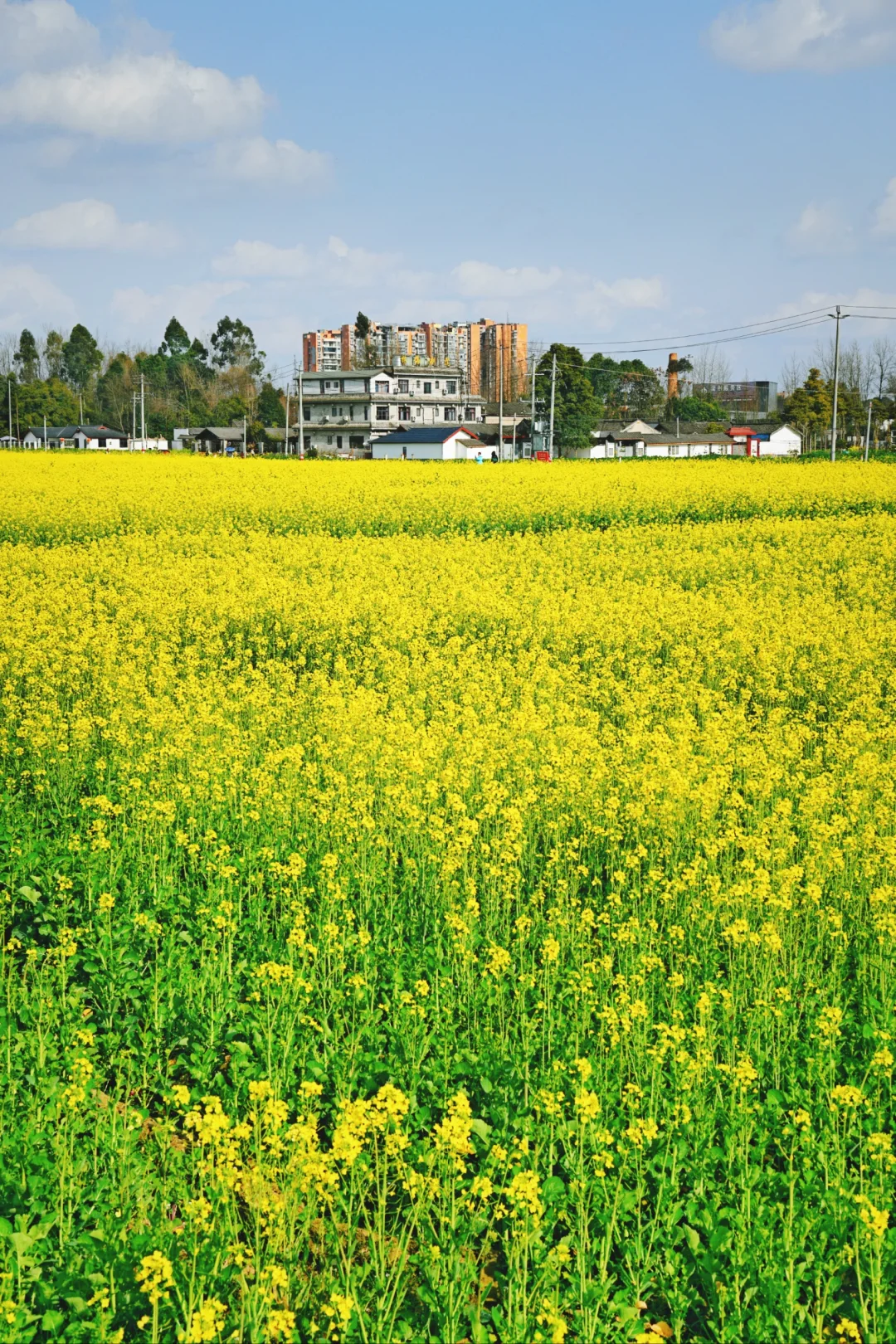 崇州这个地方油菜花已开，满是春天的味道