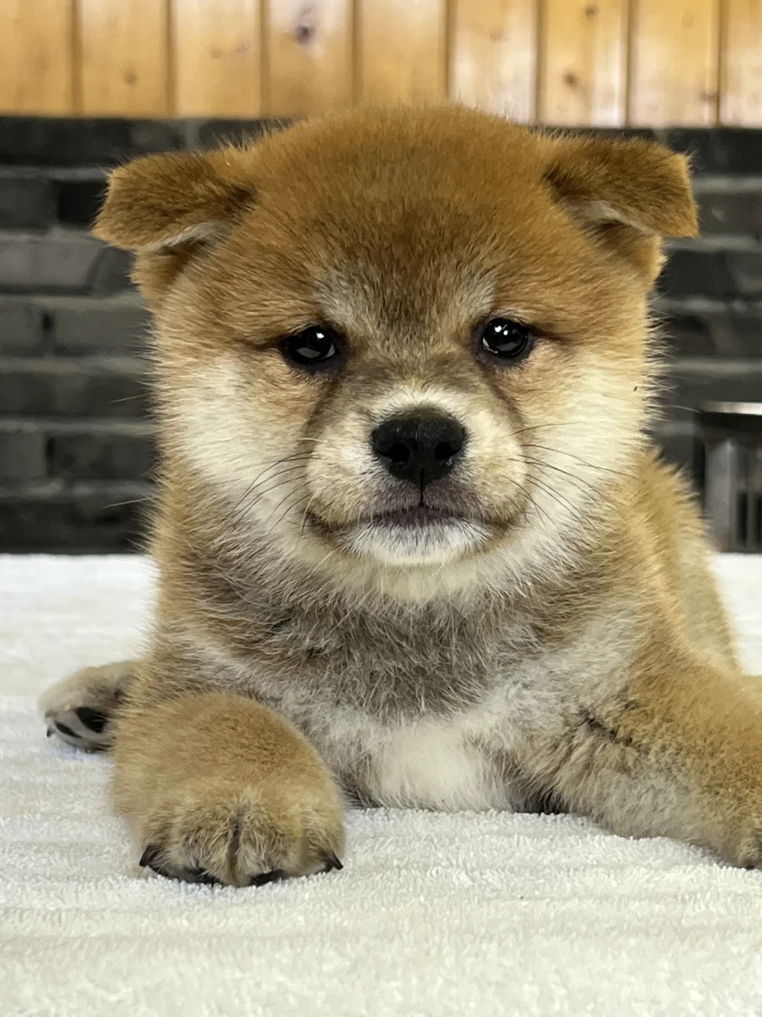 柴犬幼犬 | 甜美那波的小狗