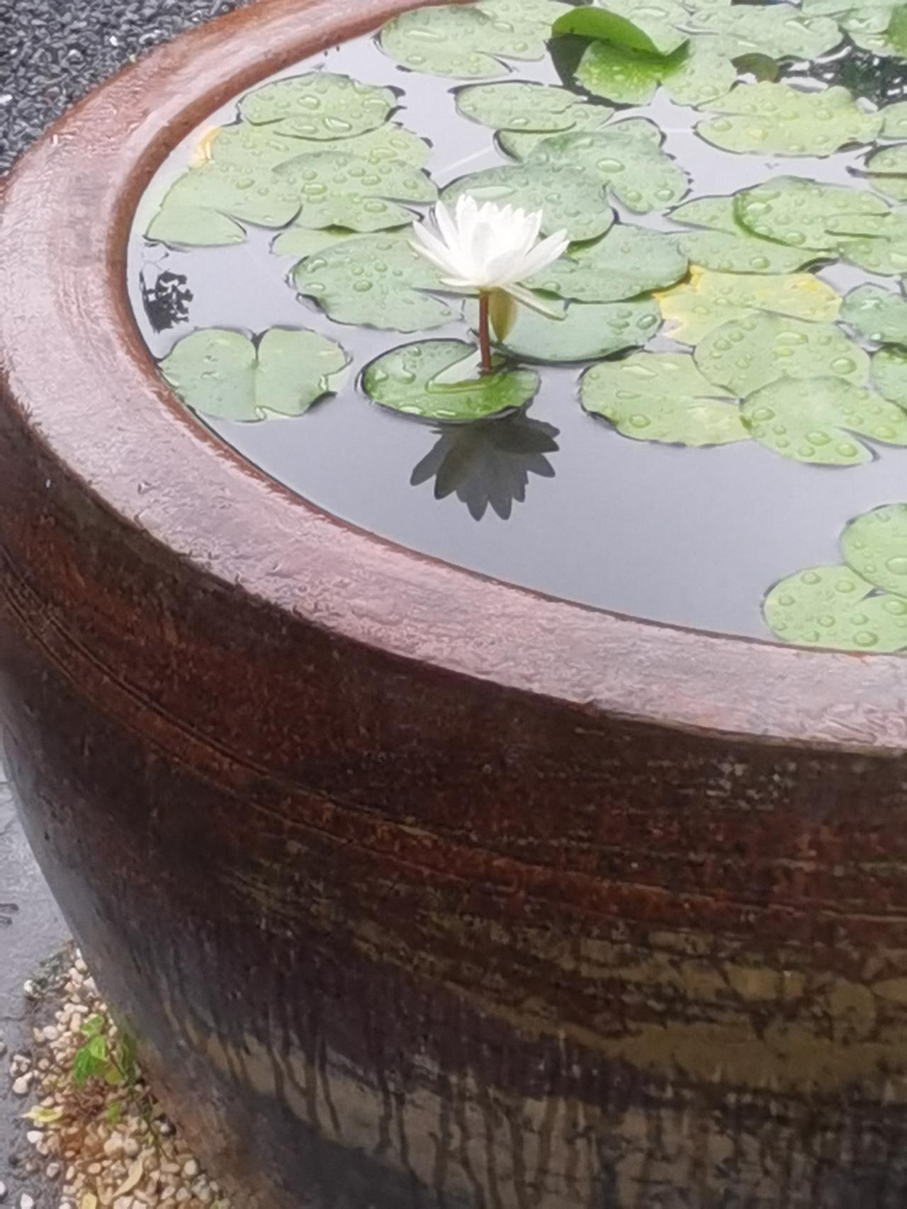 雨中的睡莲，私人养的。我一天要去看三五遍。睡莲 睡莲风景 盛夏睡莲