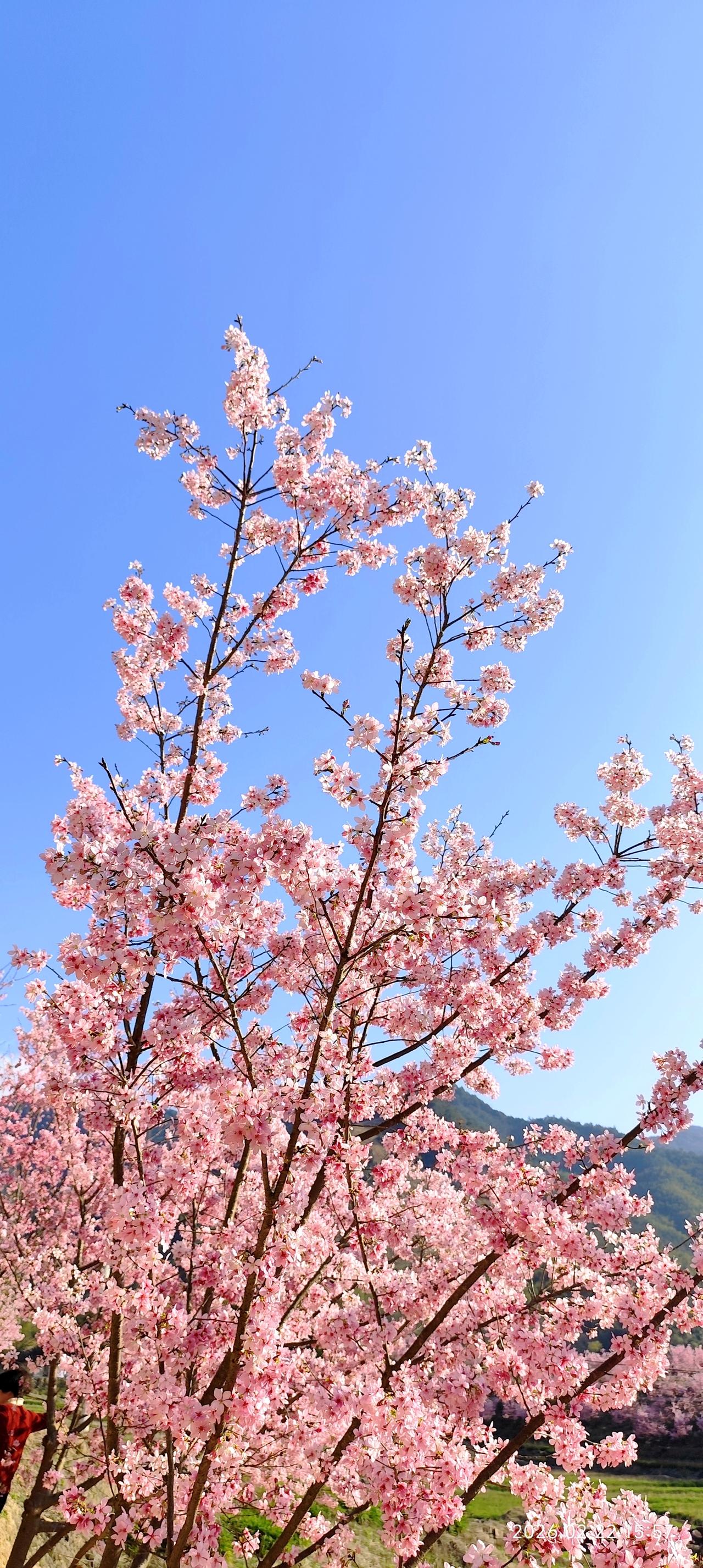 台湾粉红佳人樱（红粉佳人），蔷薇科樱属落叶乔木，由台湾武陵农场以昭和樱与中国樱桃