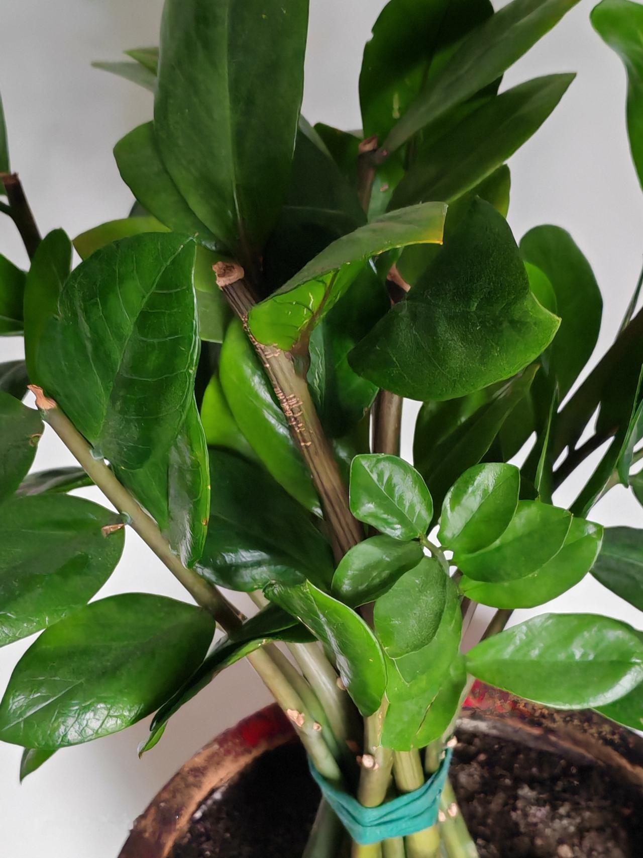 春天花会开，
快乐每一天。