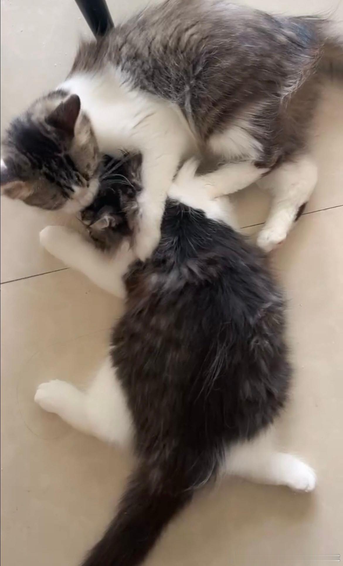 小小的猫妈和她duang大一只的崽 