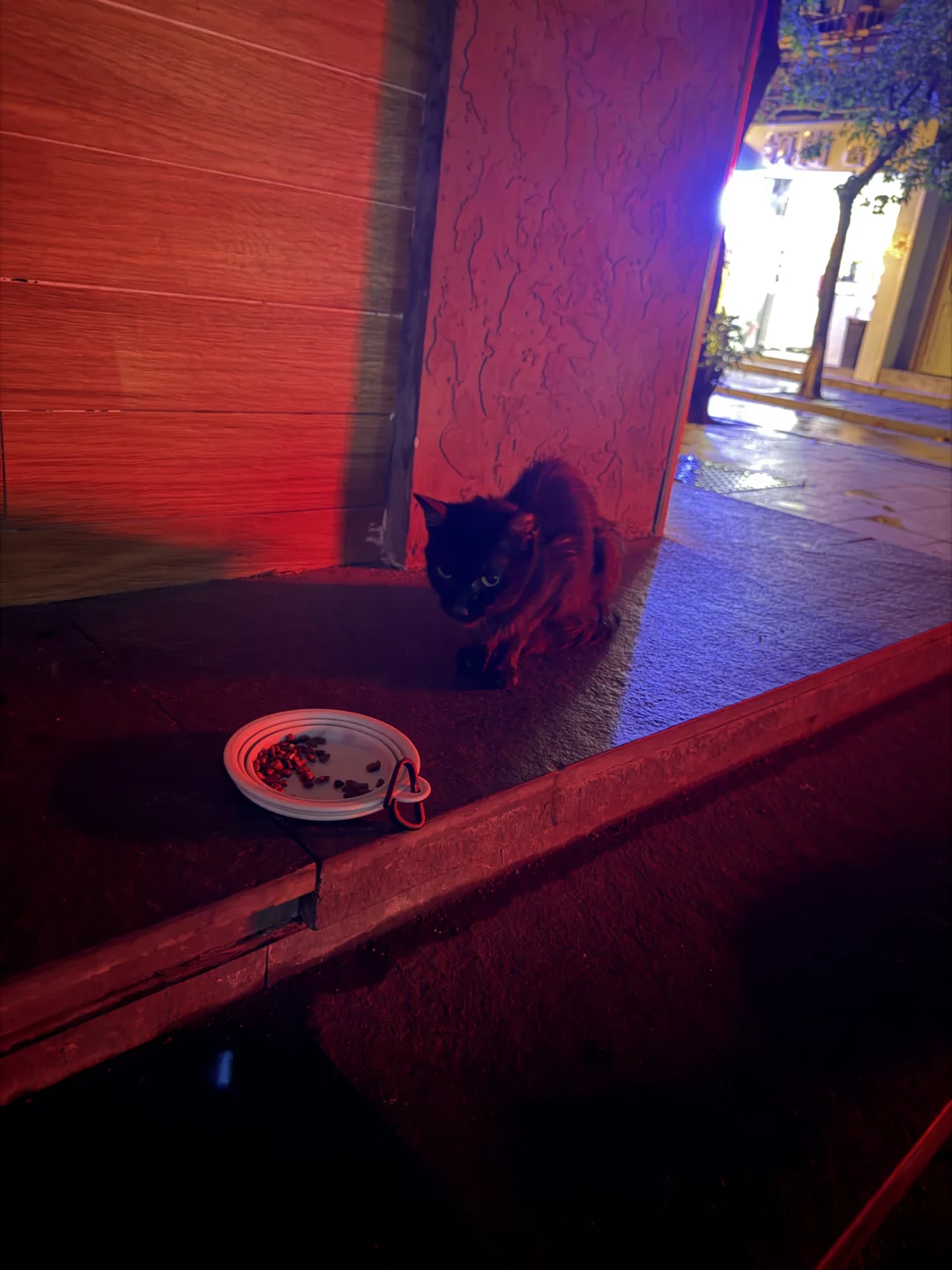 广州有收养流浪猫的吗
