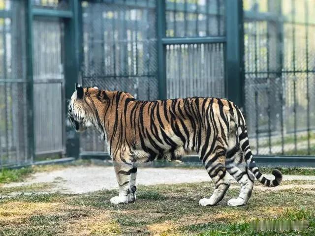 听老辈人说，晋商过去往俄罗斯运货，深山老林里走，驮货的牲口嗅到老虎的气息，浑身发