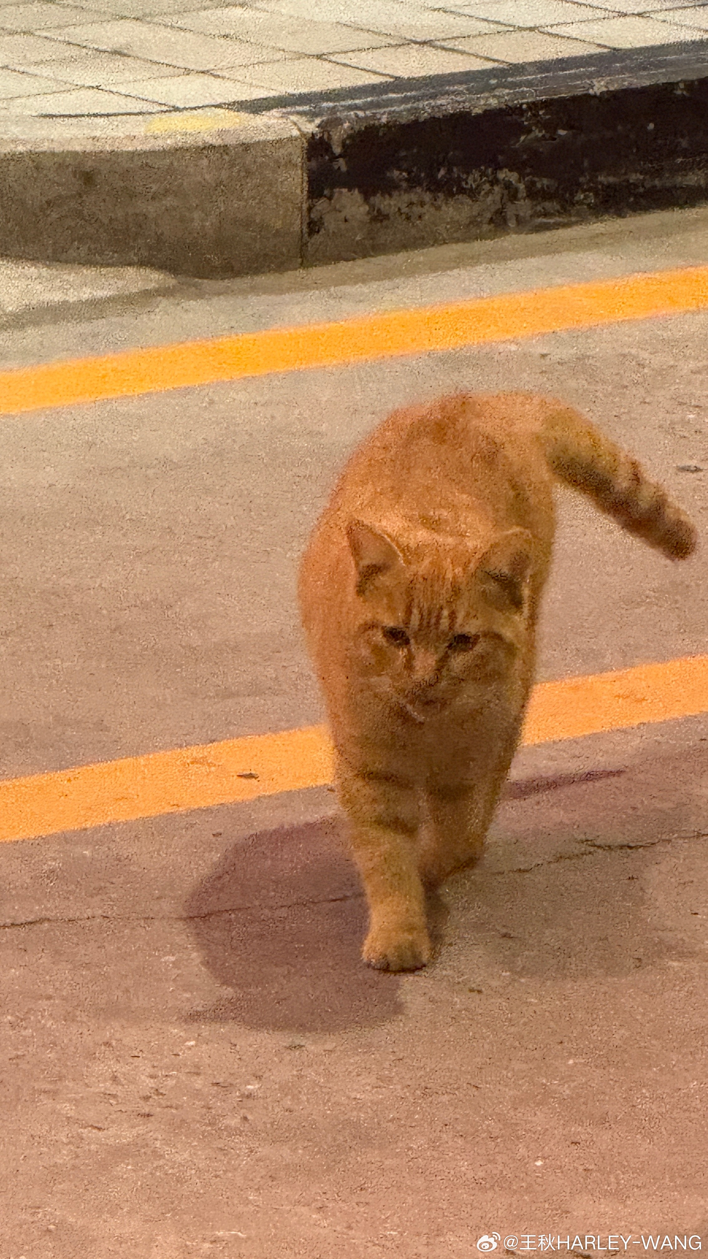 招猫体质[笑而不语]  ​​​