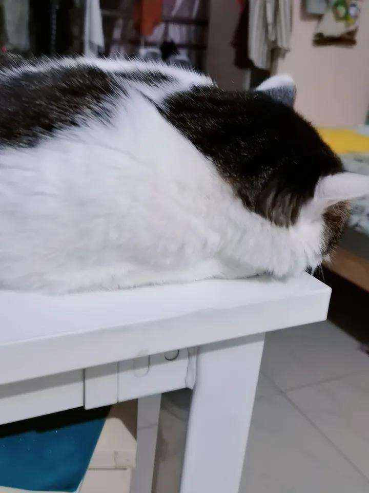 夏日生活打卡季夏天了，猫更喜欢趴在桌子上，可能是这里凉快。