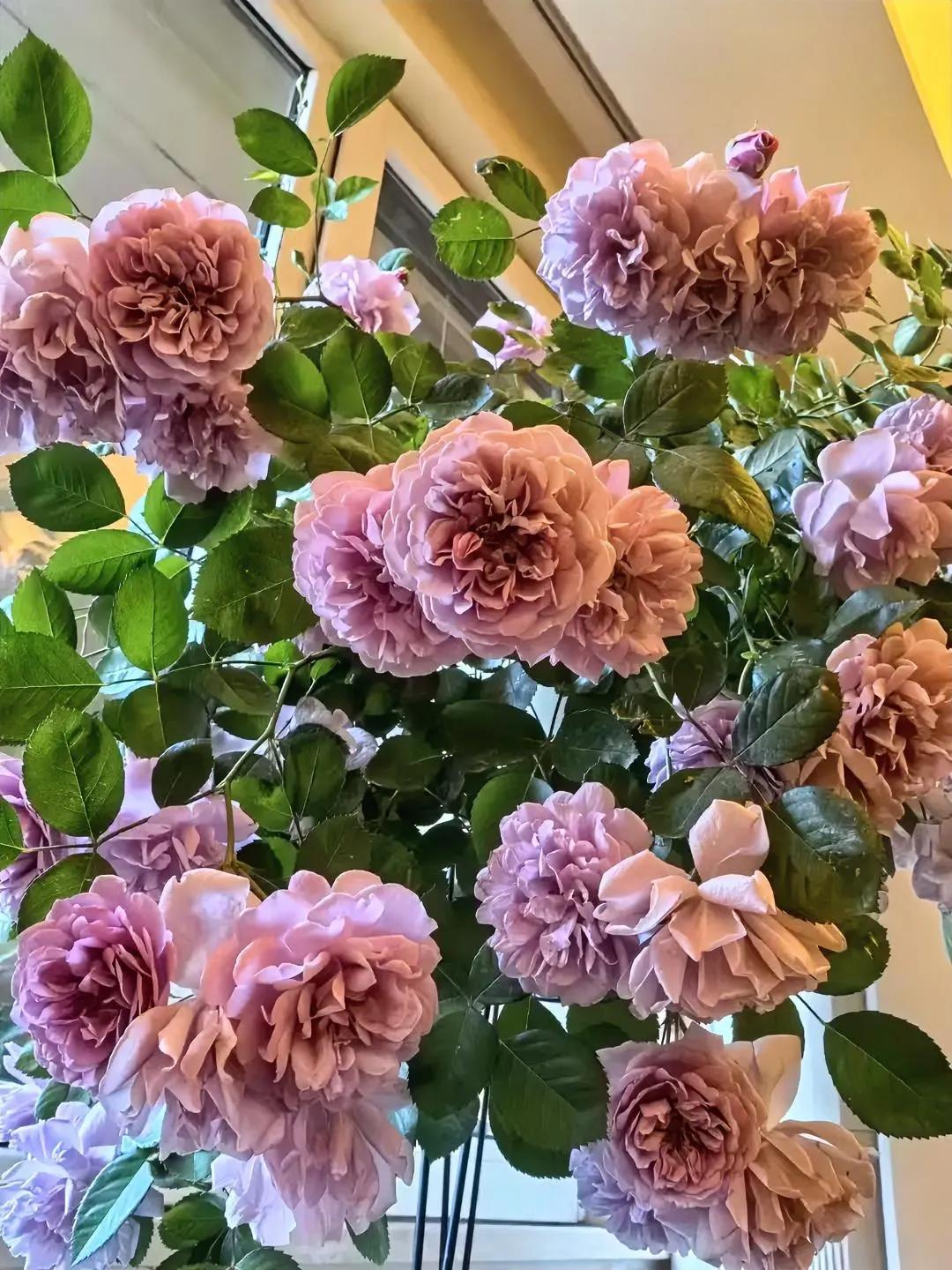 如果花园里要种一棵能开成花瀑布的花，
除了她，我真的想不出还有谁比她更优秀了，那