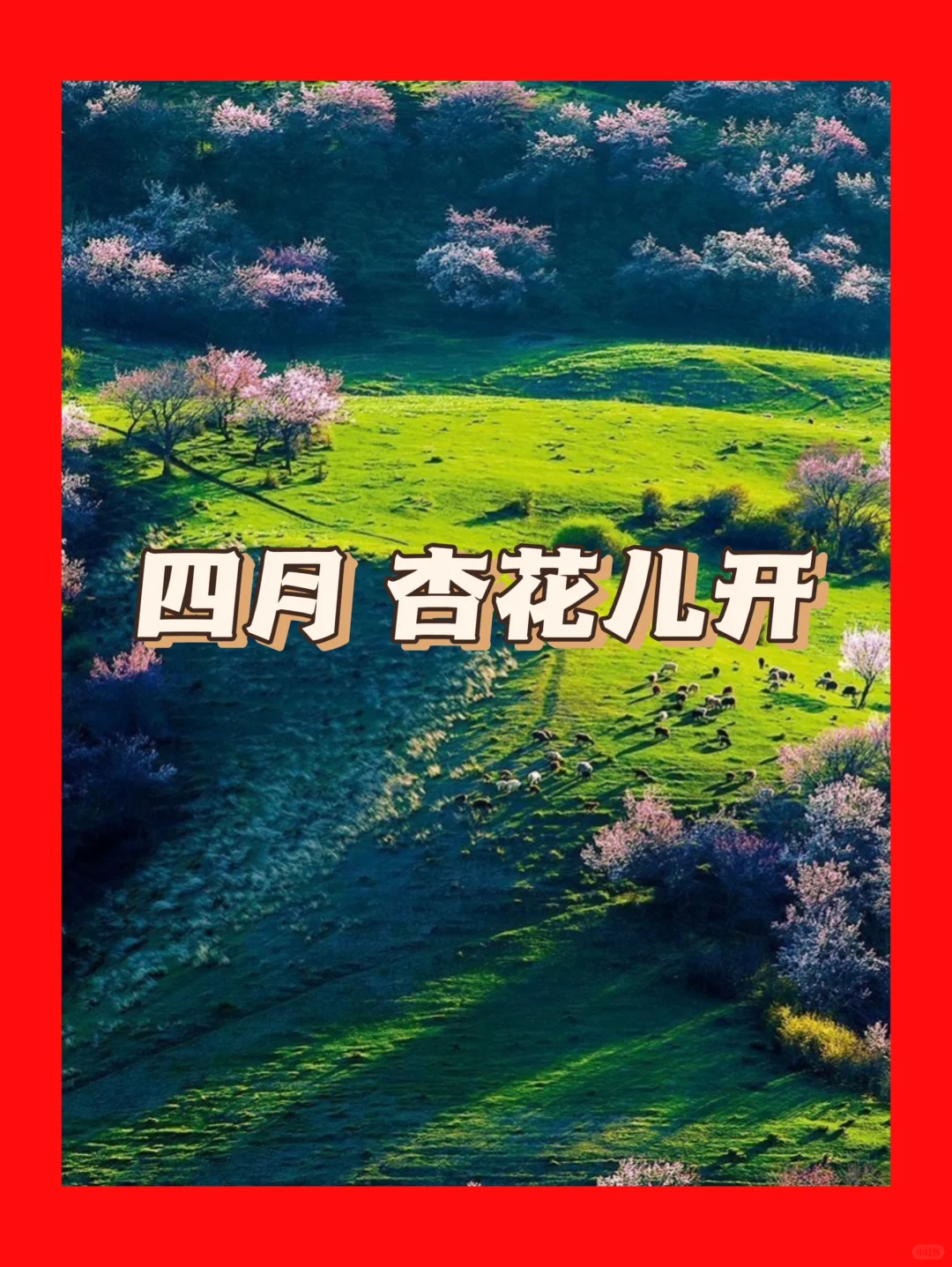 看满山杏花就是现在了！
