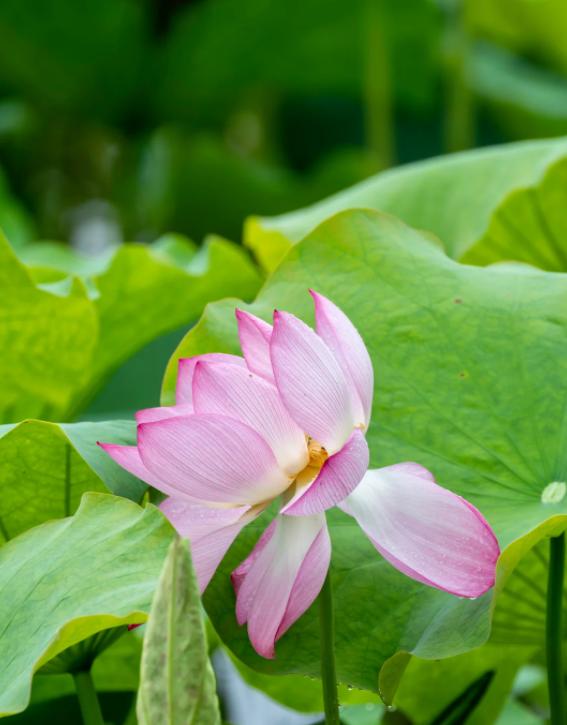 普京与伊朗总统通话，释放三大信号！
亲爱的朋友们大家好，我是海林小百科！今天我们