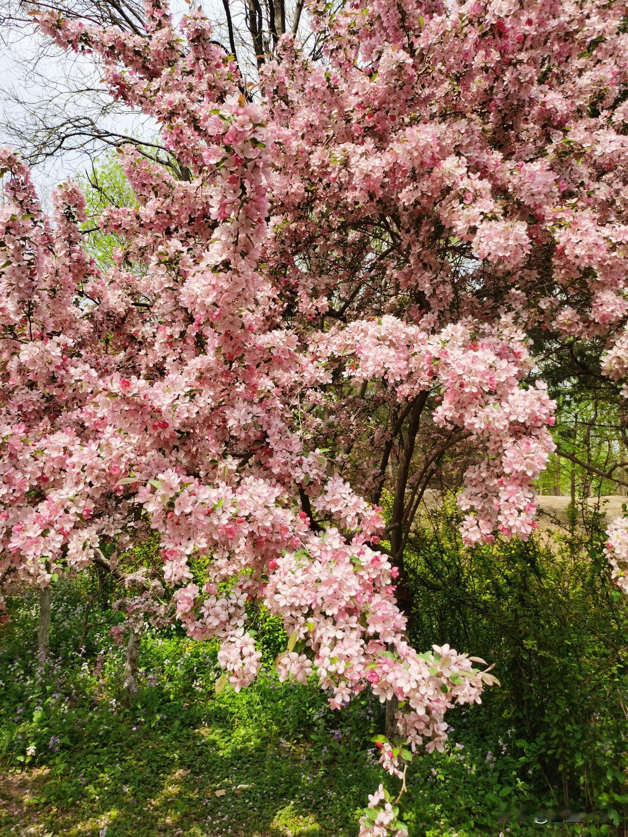 春日生活打卡季 春天真是个神奇的季节，不知不觉就改变了世界。清晨推开窗，玉兰悄悄