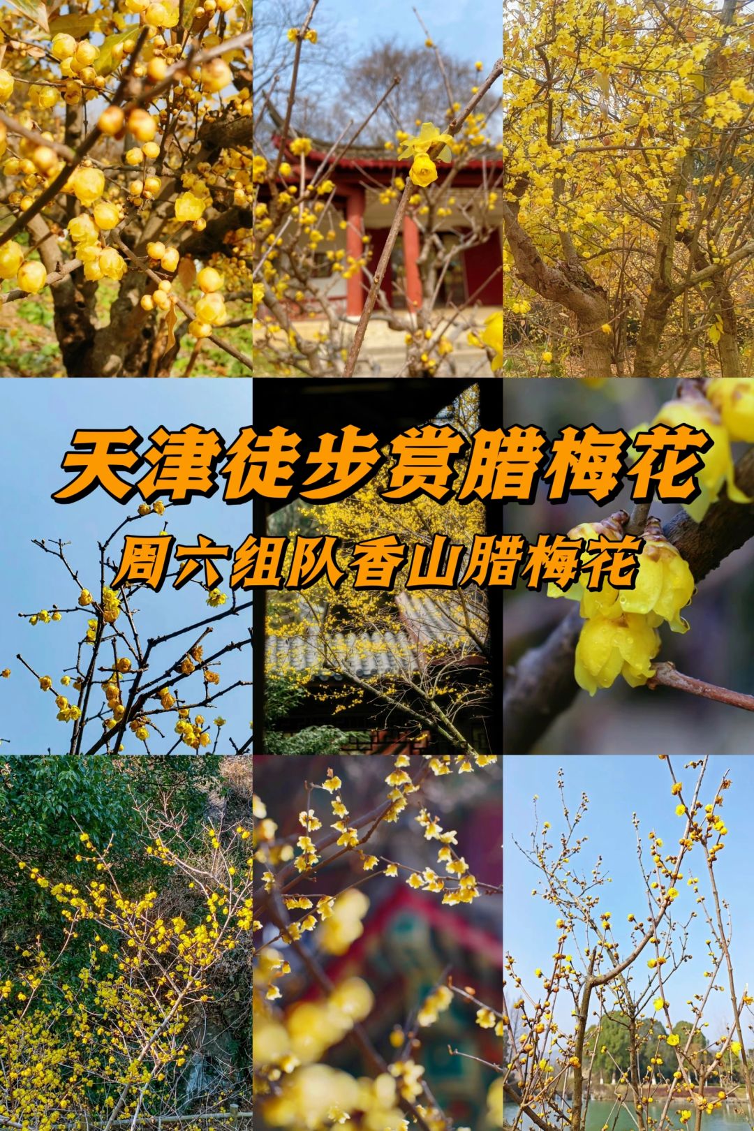 全津首发‼️三月徒步踏春赏腊梅啦🌸