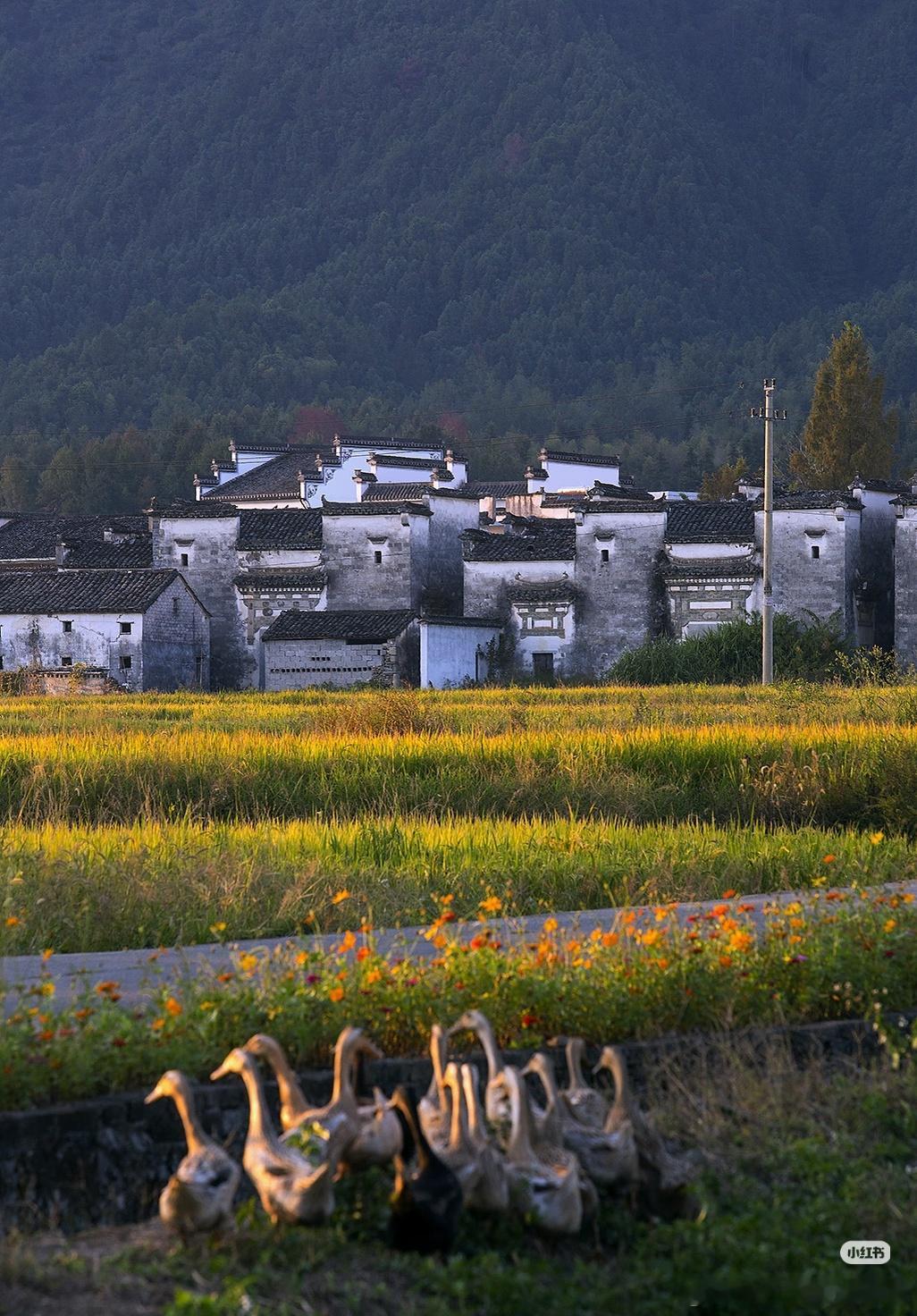 村子里的真实生活状态别被短视频里的田园童话骗了，村子的日常，有泥土和劳作，也有晚