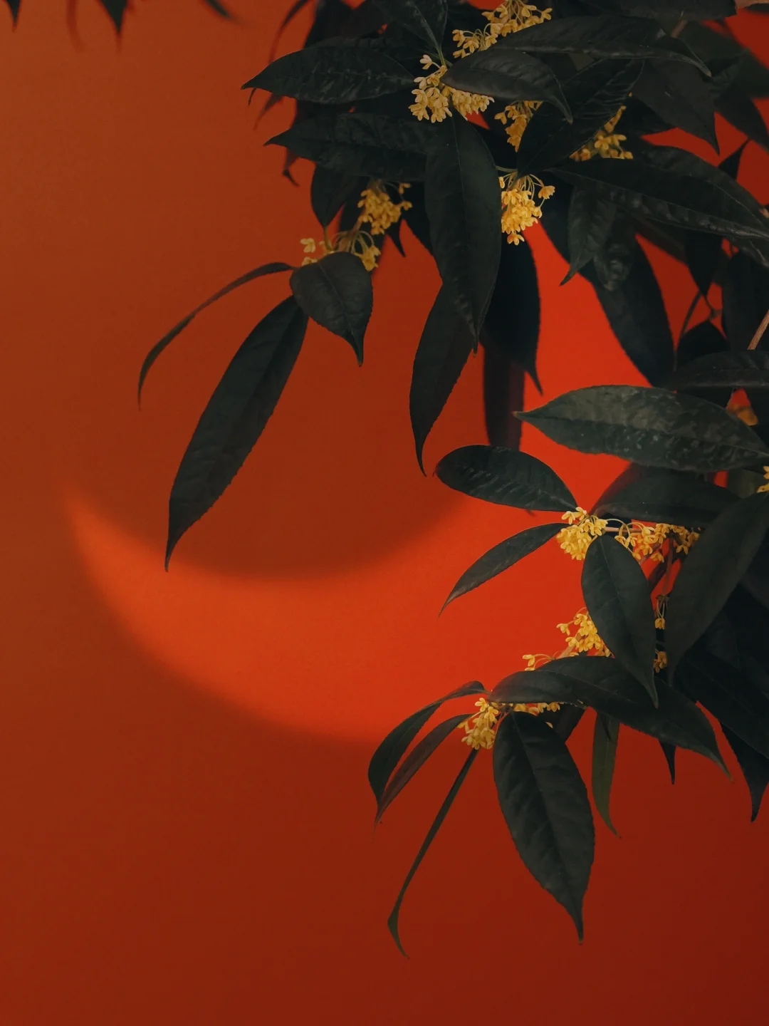 那满城的香 是桂花留给秋天的念想