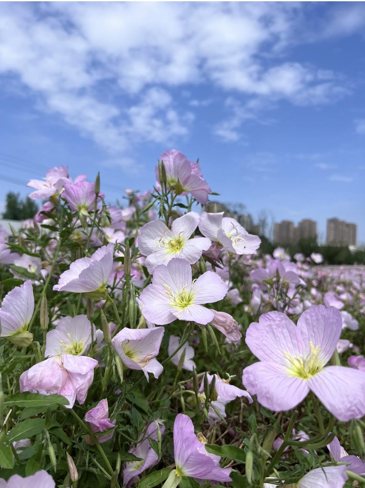 失望！看到视频或照片去百仁公园看花看麦田，你会有点失望！

你以为的：暮春时节，