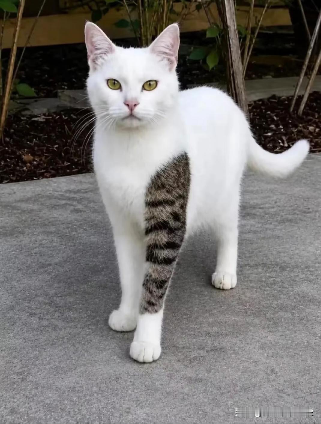 大花臂的大公猫，你这已经失去考公资格了