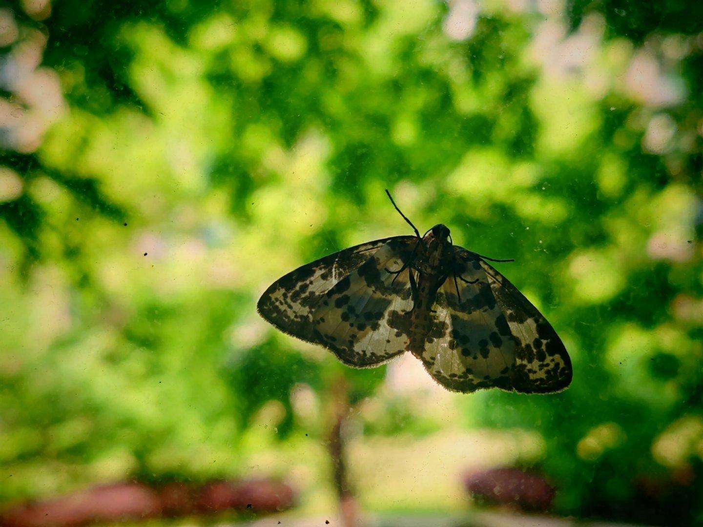 随手拍 一只停留在玻璃上的蝴蝶 ……用眼睛寻找美丽江南天天拍江南手影随手拍 马鞍