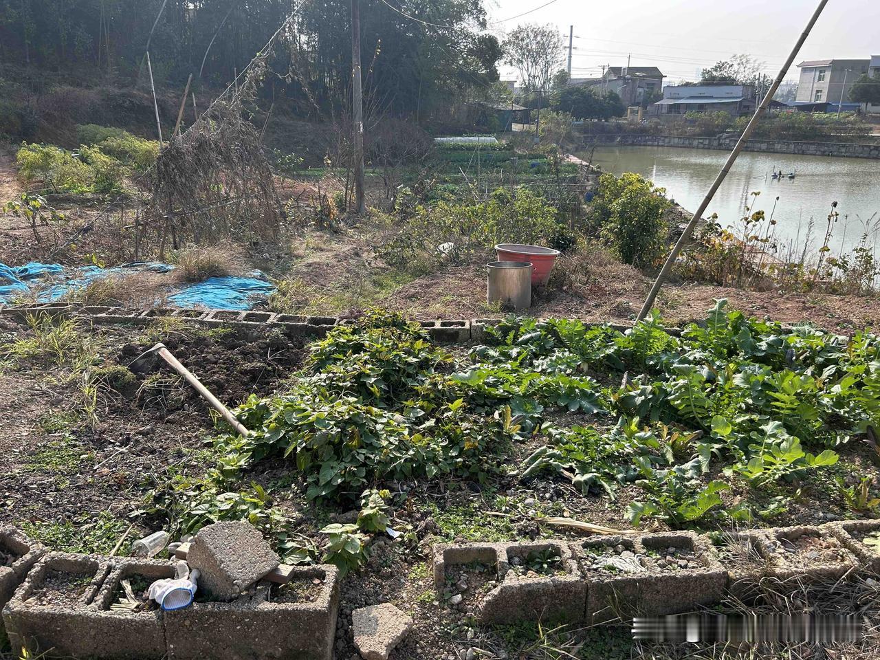 今天是来农家小院劳动的日子！[呲牙]去西藏前在田里种的菜，现在都长势喜人！虽然比