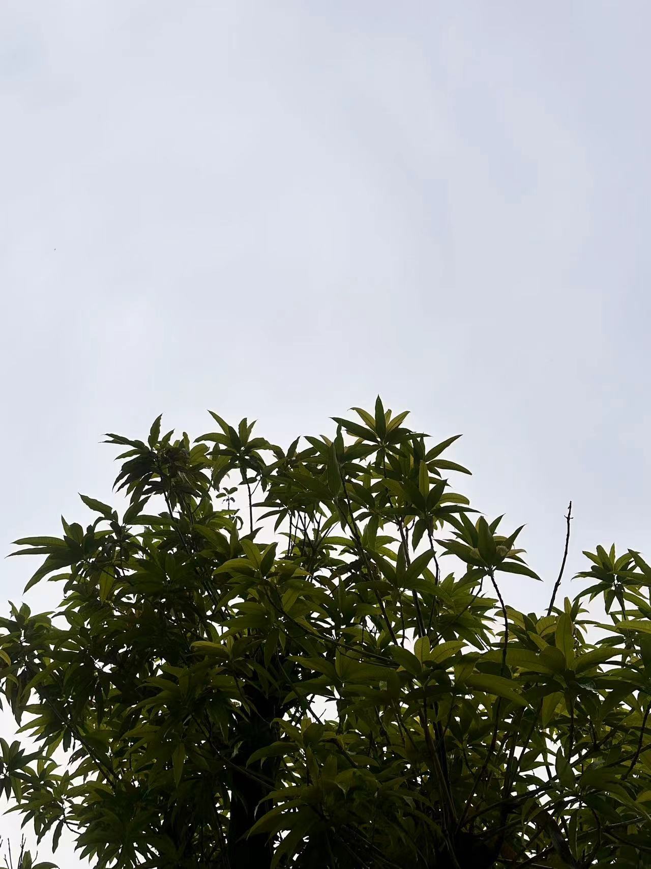 “是花自然香，是金子总会发光，努力的人总会得到回报”“霜华覆盖交织眉眼舒朗 华灯