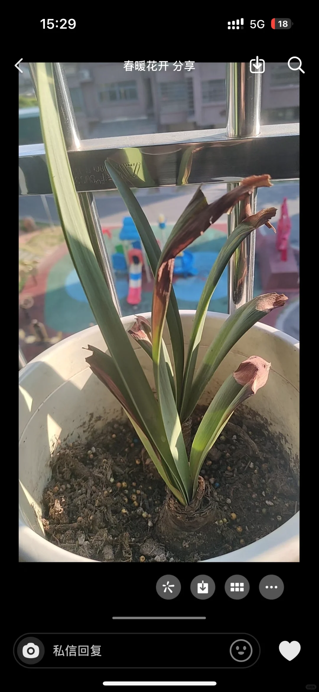 新手种花喜欢拼苗，喜欢高盆少土，其实不建议