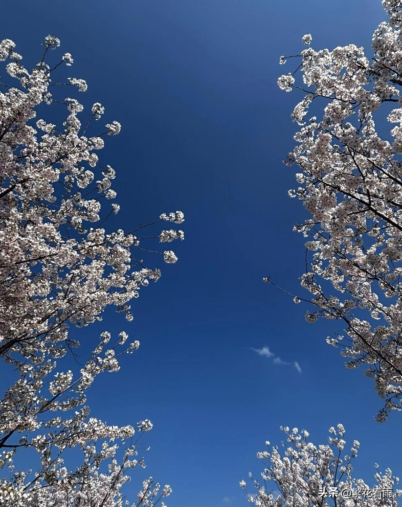 抬头看，是满树繁华；低头见，是一地锦绣。樱花用它的存在告诉我们：最美的时刻，值得