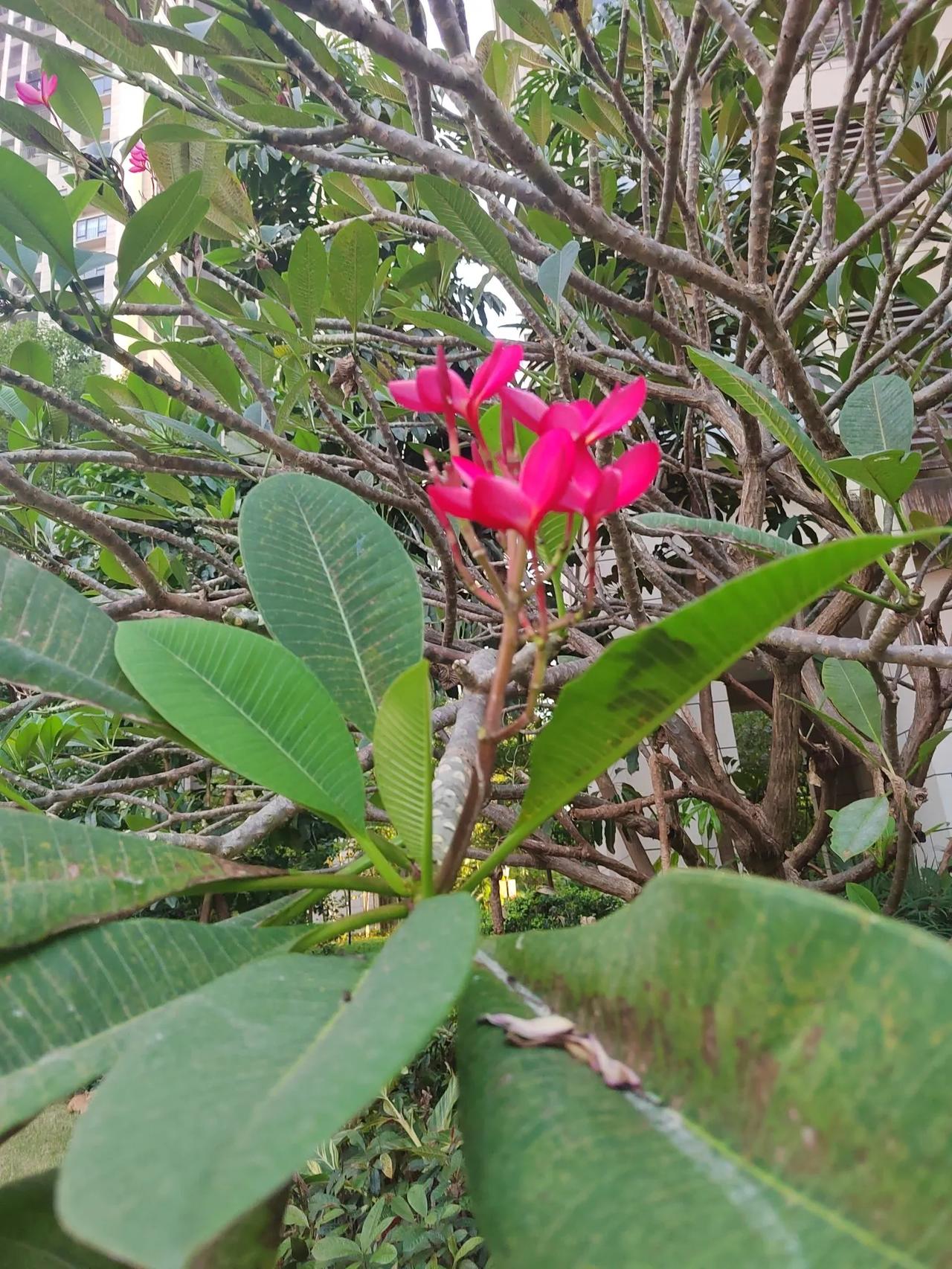 #上联：苦瓜瓜苦苦瓜苦，诚邀下联#蜂蜜蜜甜蜂蜜甜。