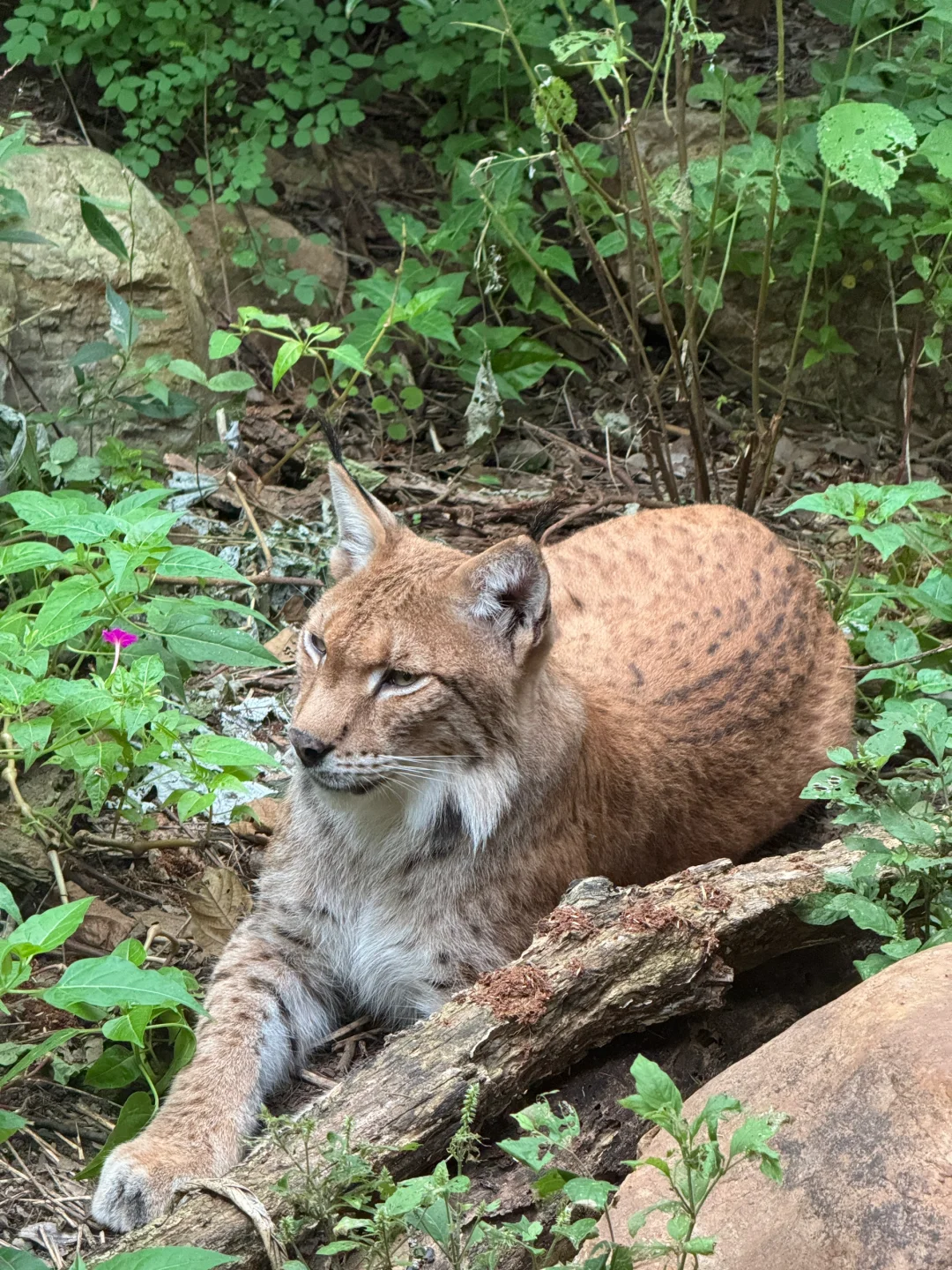 无痛带娃攻略|逛动物园才是正经事🐯🐰