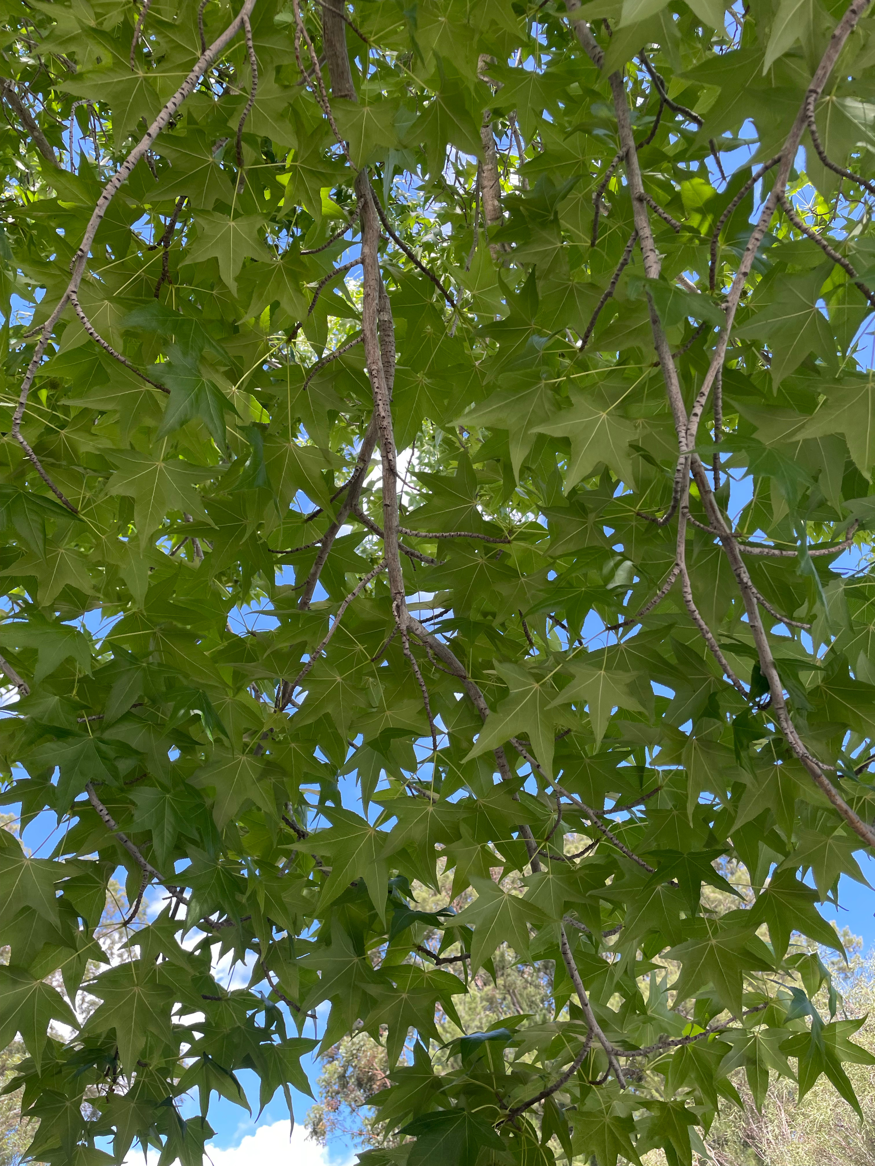 生活手记昨天差点被整自闭生活的色彩还得自己给…太喜欢初夏一点点燥热却满目绿色又凉