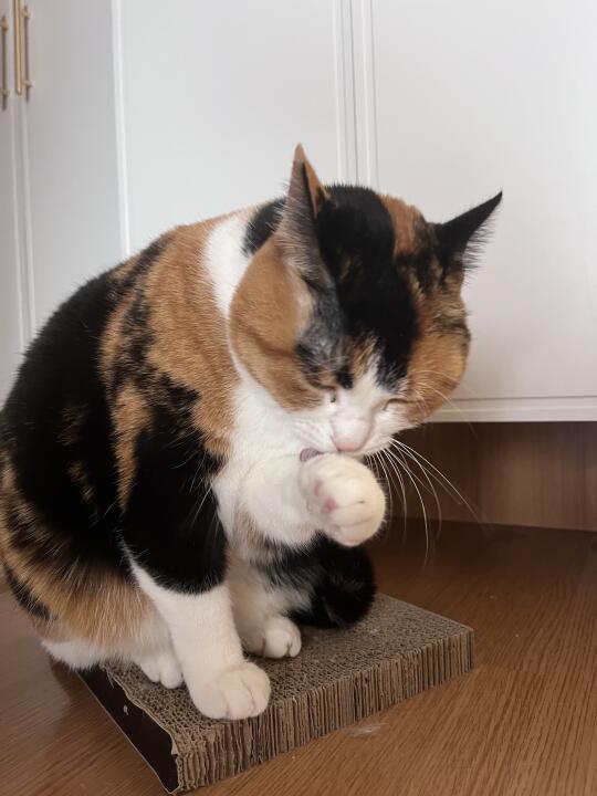 一只嗜血的猛兽正在舔舐她的利爪