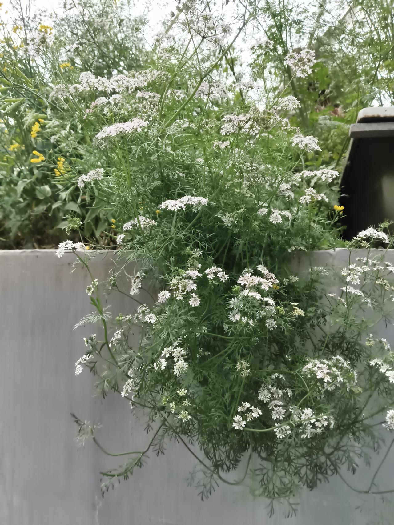 灰白的院墙之上，一丛芫荽花肆意舒展着身姿，织就了一片清浅的夏日盛景。细碎的白色小