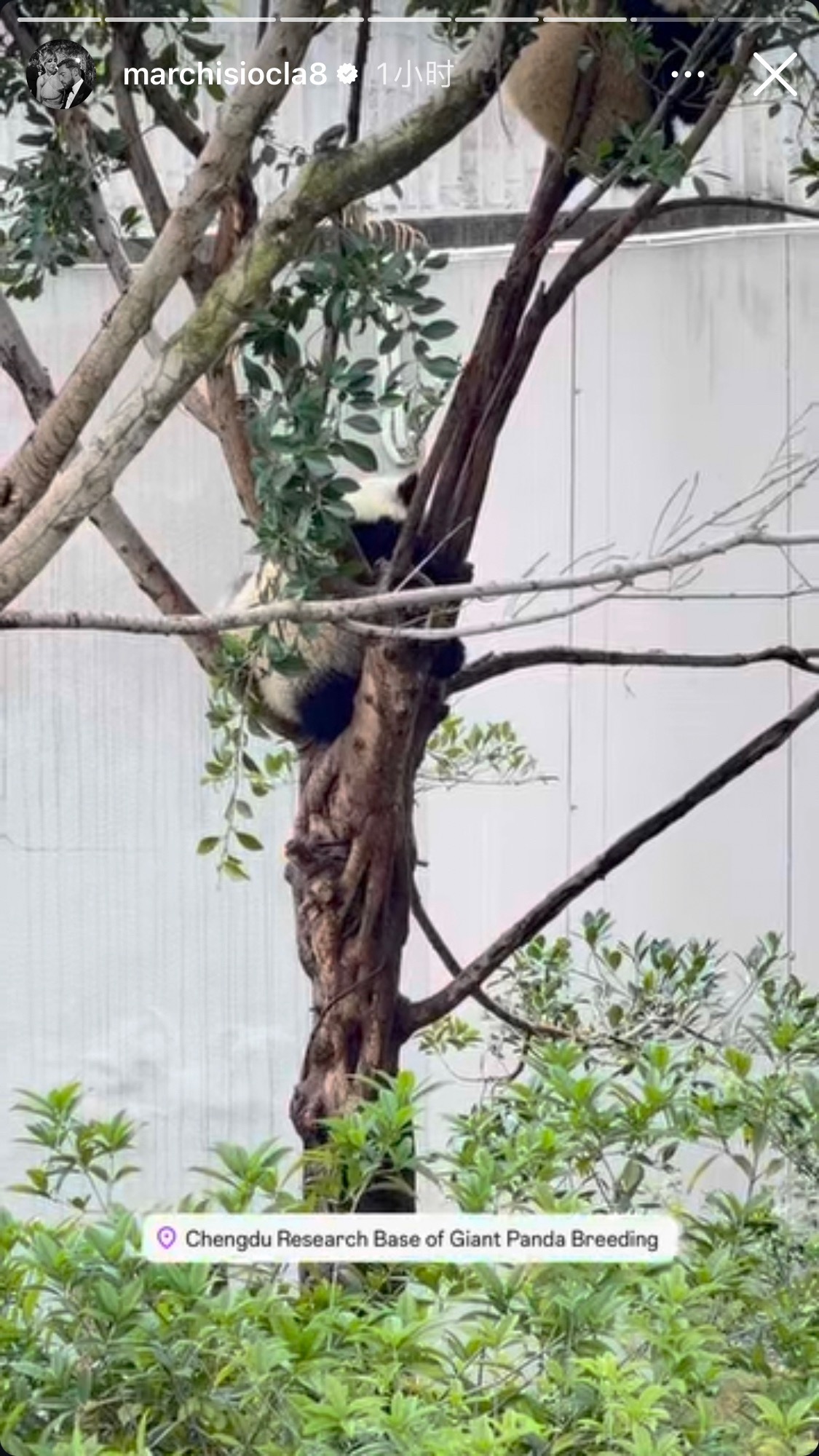 马尔基西奥居然来成都看熊猫了🐼