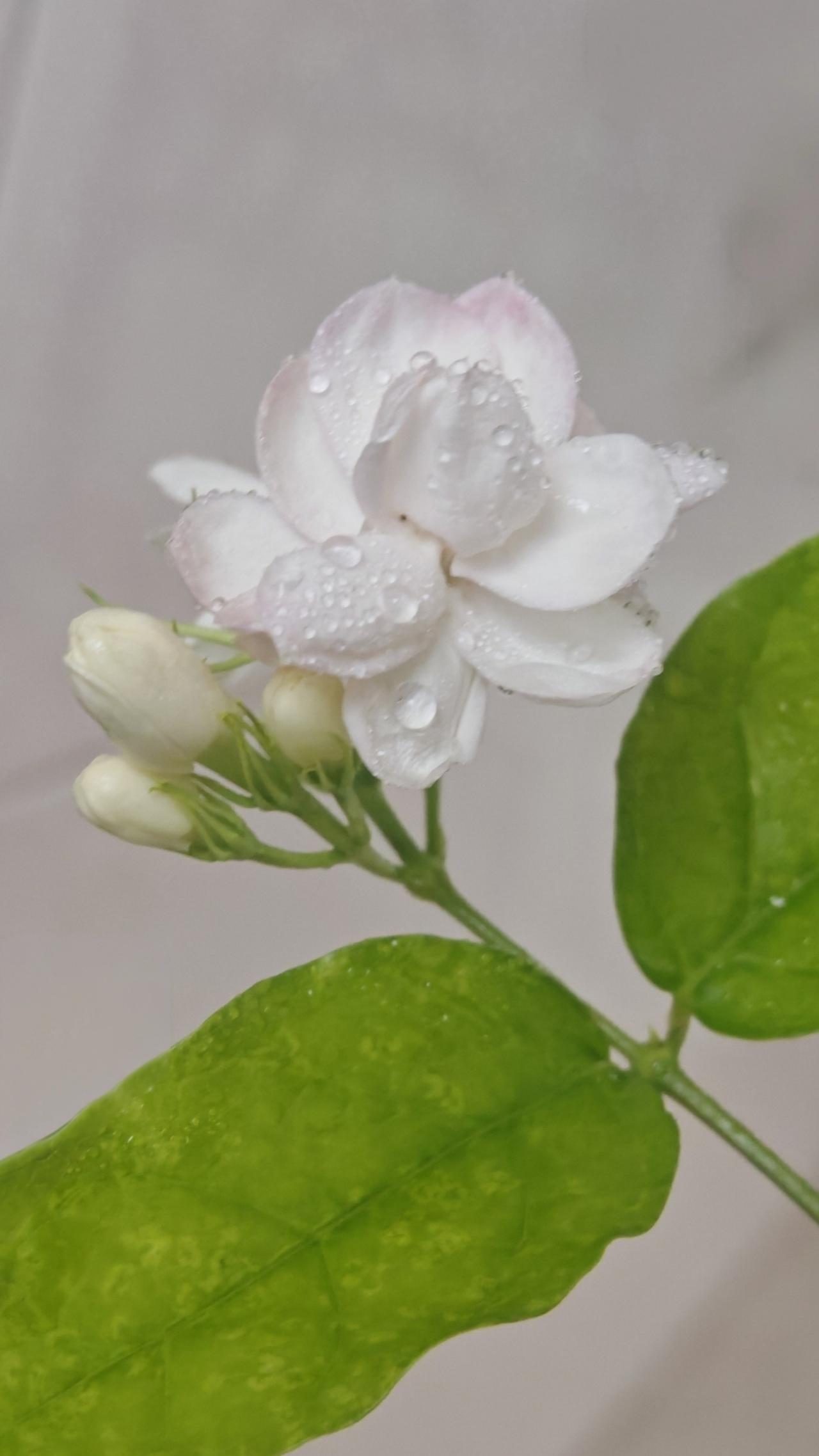 晒图笔记大赛《茉莉花》