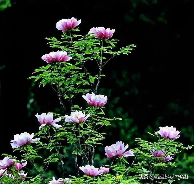 下联：花承朝露吐春光
上联：有请雅士[玫瑰][玫瑰][玫瑰]